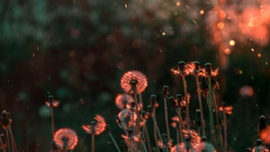 Blossom, Flowers, Field, 4K wallpaper