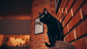 Cat, Animals, 4K wallpaper