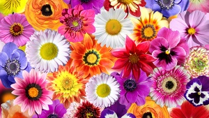 Daisy flowers, Floral Background, Colorful flowers, Spring flowers, Blossom, 4K wallpaper