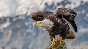 Bald Eagle, Hawk, Birds, Predator, Eagle, 4K wallpaper