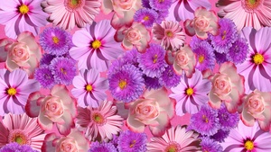 Blossom, Purple Flowers, Gerbera, Rose flowers, Floral Background, 4K wallpaper