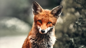 Fox, Animals, 4K wallpaper
