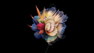 Abstract flower, AMOLED, Multicolor, Black background, Honor, Stock, 4K wallpaper
