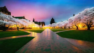 Cherry, Blossom, Tree, Plants, Park, Nature, 4K wallpaper