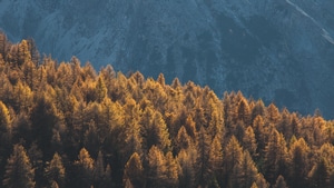 Forest, Mountains, Trees, Nature, 4K wallpaper