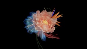 Abstract flower, Multicolor, Black background, AMOLED, 4K wallpaper