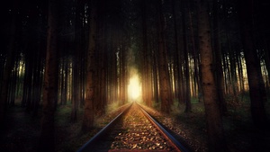 Forest, Railway track, Sunlight, Autumn, Fall, 4K wallpaper