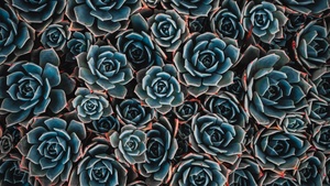 , 4K wallpaper