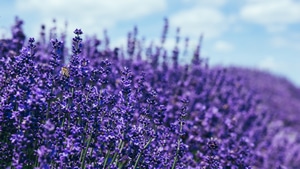 Lavender, Nature, 4K wallpaper
