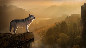 Wolf, Animals, Predator, 4K wallpaper