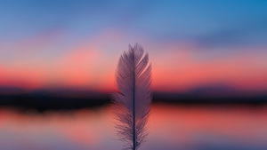 Feather, Sunset, Nature, Blur, 4K wallpaper