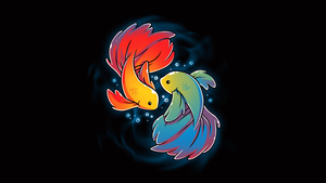 Betta fishes, Colorful, Black background, 4K wallpaper