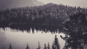 Trees, Monochrome, Reflection, Nature, 4K wallpaper