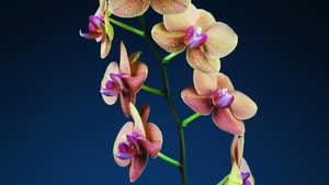 Orchid flowers, Blue background, Bloom, Aesthetic, 4K wallpaper