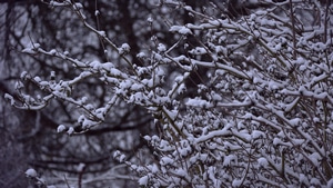 Snow, Tree, Nature, 4K wallpaper