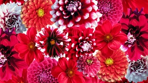 Dahlia flowers, Red flowers, Floral Background, Blossom, 4K wallpaper