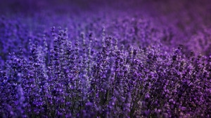 Lavender, Flowers, Field, 4K wallpaper