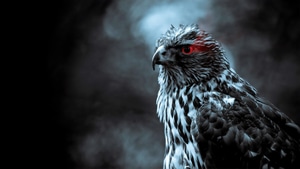Eagle, Birds, 4K wallpaper