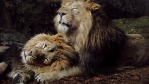 Lions, Animals, 4K wallpaper