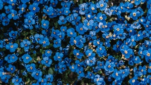 Blue flowers, Flower garden, Blossom, Spring, 4K wallpaper