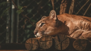 Lion, Animals, 4K wallpaper