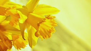 Yellow flowers, Yellow background, Blossom, 4K wallpaper