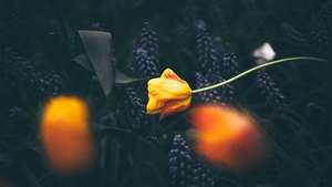 Flowers, 4K wallpaper