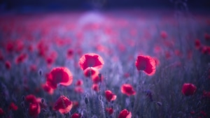 Flowers, Nature, 4K wallpaper
