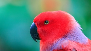 Parrot, Birds, 4K wallpaper
