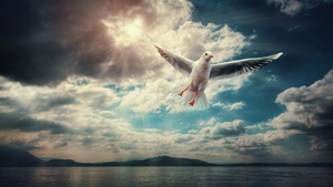 Seagull, Sunlight, Clouds, Flying bird, 4K wallpaper
