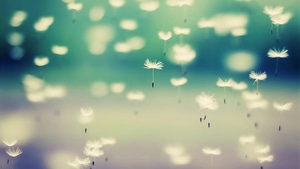 Dandelion, Flowers, Artist, 4K wallpaper
