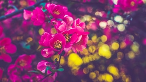 Flowers, Nature, 4K wallpaper