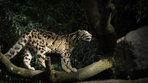 Leopard, Animals, 4K wallpaper