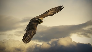 Hawk, Birds, Eagle, 4K wallpaper