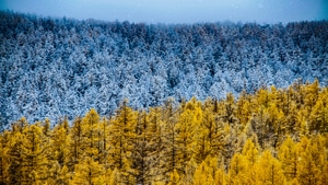 Winter, Autumn, Nature, Trees, 4K wallpaper