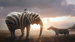 Elephant, Zebra, Animals, 4K wallpaper
