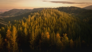 Autumn, Forest, Nature, Trees, 4K wallpaper