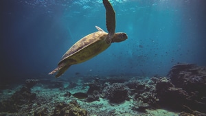 Turtle, Reptile, Animals, Underwater, Sea, 4K wallpaper