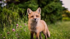 Fox, Animals, 4K wallpaper