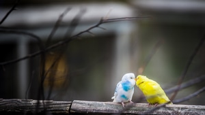 Birds, Love, 4K wallpaper