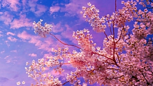 Blossom, Cherry, Tree, Nature, 4K wallpaper