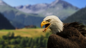 Hawk, Birds, Predator, 4K wallpaper