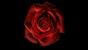 Red Rose, Red flower, Black background, 4K wallpaper