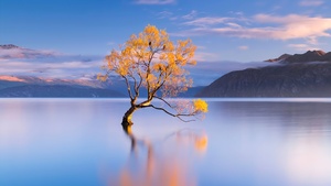 New Zealand, Lone tree, HONOR Magic Vs, Stock, 4K wallpaper