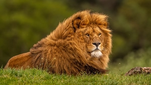 Lion, Animals, 4K wallpaper