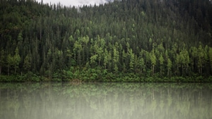 Trees, Water, Nature, Clouds, 4K wallpaper
