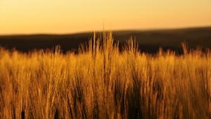 Fields, Nature, 4K wallpaper