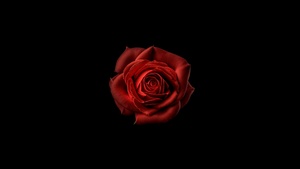 Red flower, Red Rose, Black background, 4K wallpaper