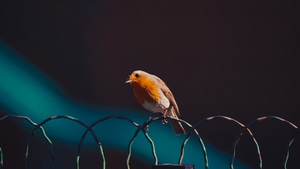 Birds, 4K wallpaper