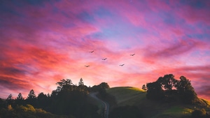 Nature, Photography, Birds, Sunset, Evening, Sunrise, Morning, 4K wallpaper